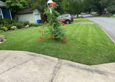 Well-manicured lawn with striped grass, ornamental flowerbed featuring red blooms, and a residential street view in Little Rock, Arkansas, showcasing APEX Lawn Care services.