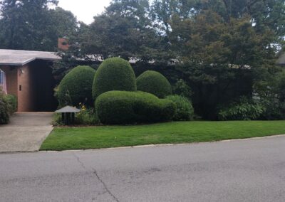 Ornate shrubbery trimmed to resemble a large butterfly in front of a suburban house, executed by a skilled employee. - Little Rock Lawn Care and Mowing Services by Apex Lawn Care