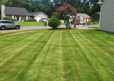 Lawn care service by APEX Lawn Care showcasing a neatly striped green lawn with a well-maintained shrub, residential homes in the background, highlighting professional lawn maintenance in Central Arkansas.
